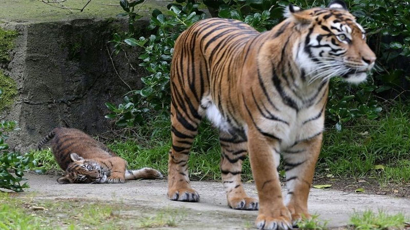 Sumatran tigers infected with coronavirus at Indonesian zoo