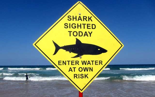 Shark kills swimmer in Sydney