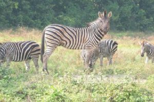 10 Zebras’ death: Probe panel visits Safari Park