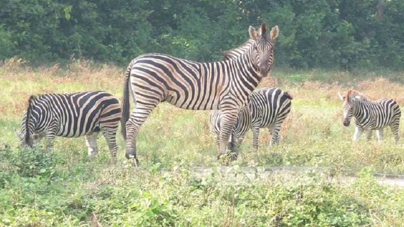 10 Zebras’ death: Probe panel visits Safari Park