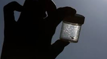 Risk of mosquito-borne diseases rising in Europe