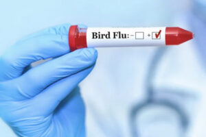 Canada’s first case of H5 bird flu