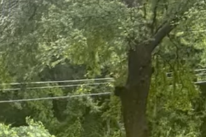 The king of the birds : Eagle