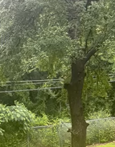 The king of the birds : Eagle