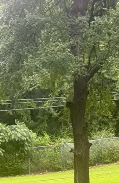 The king of the birds : Eagle